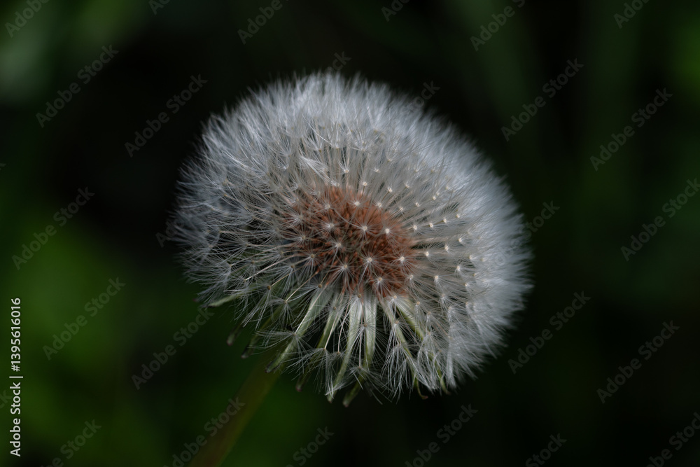 Fototapeta premium Dandelion on green background