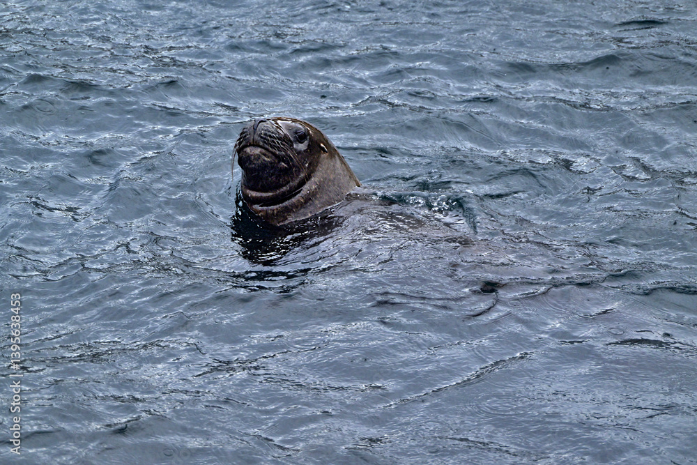 Fototapeta premium Fauna, flora, and landscapes of the Magallanes and Torres del Paine region