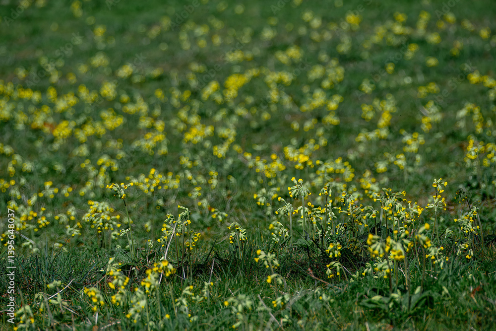 Fototapeta premium pretty yellow flowers of cowslip primula veris