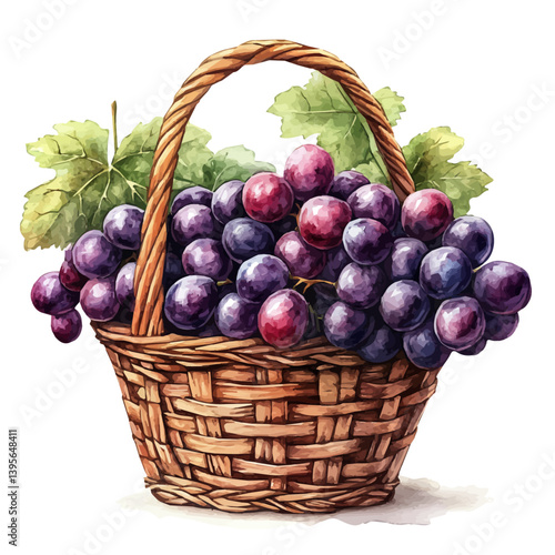 Grapes basket, watercolor illustration, isolated on a white background.

