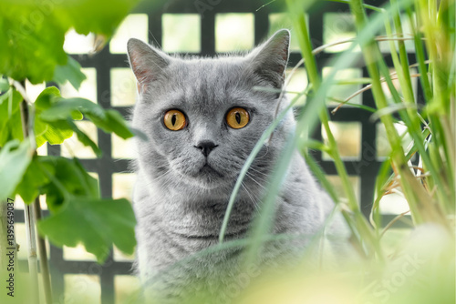 Grey British Shorthair cat with amber eyes sitting among plants and in front of a metal fence