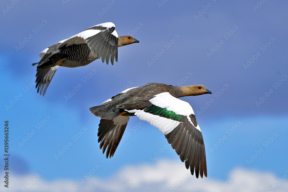 Fototapeta premium Fauna, flora, and landscapes of the Magallanes and Torres del Paine region