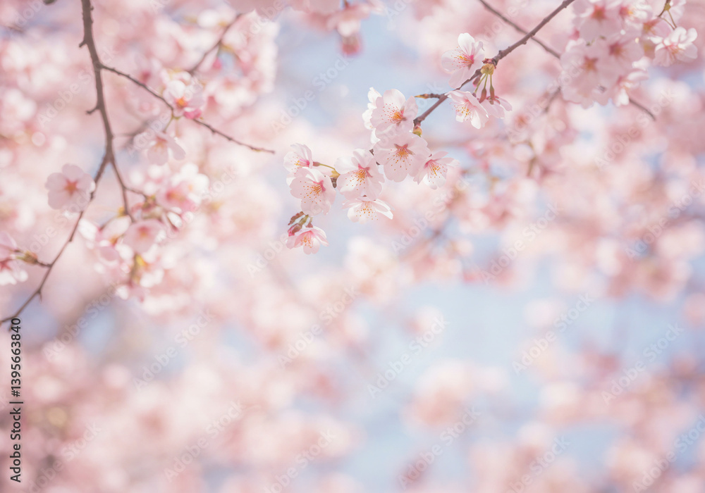 Cherry blossoms blooming softly against a bright blue sky Cherry blossoms blooming softly against a bright blue sky