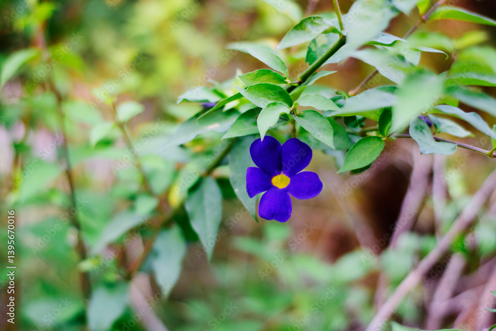 Blue and Yellow combination flower on its nest Blue and Yellow combination flower on its nest