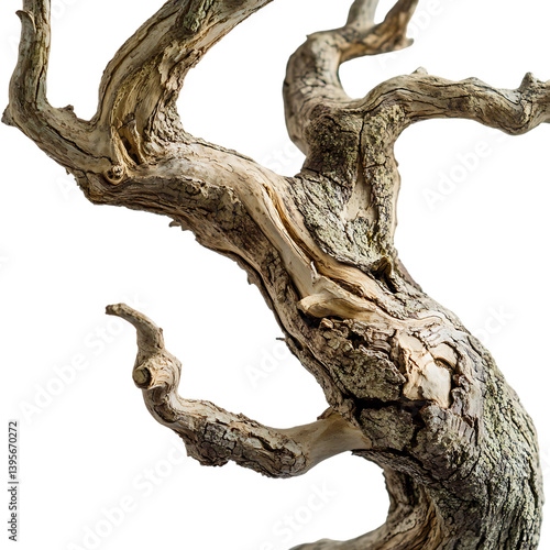 Dry Tree Branch