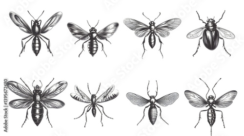 A detailed illustration featuring various types of insects, with an emphasis on different bee species.