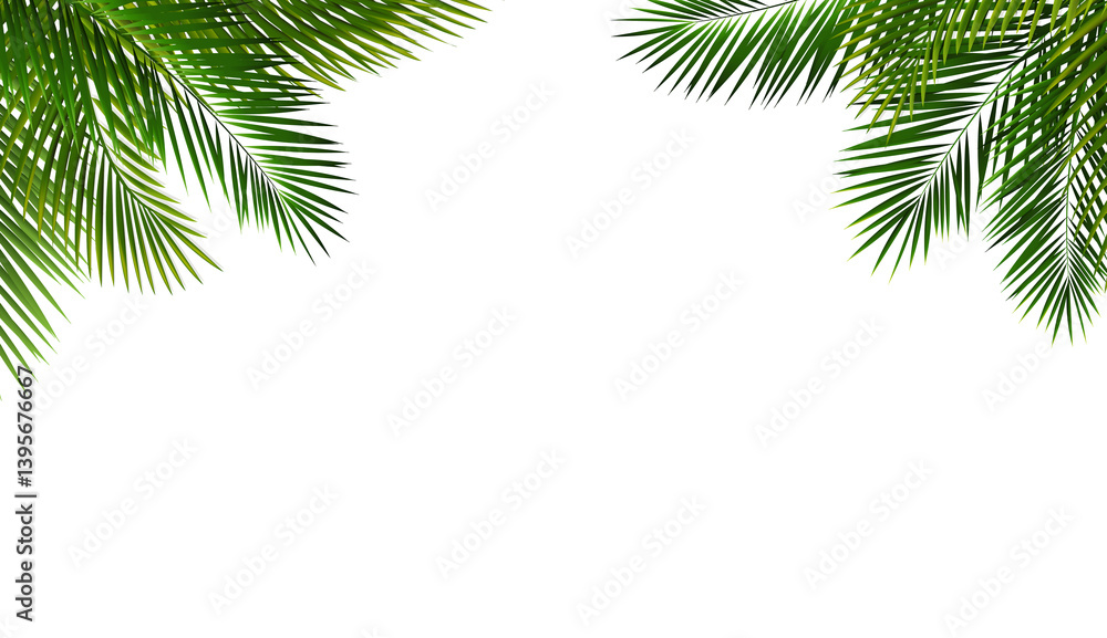 Green Palm Tree Branch And Isolated White Background Green Palm Tree Branch And Isolated White Background