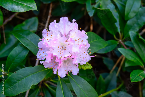 close up of pretty pastel pink Rhododendron flower