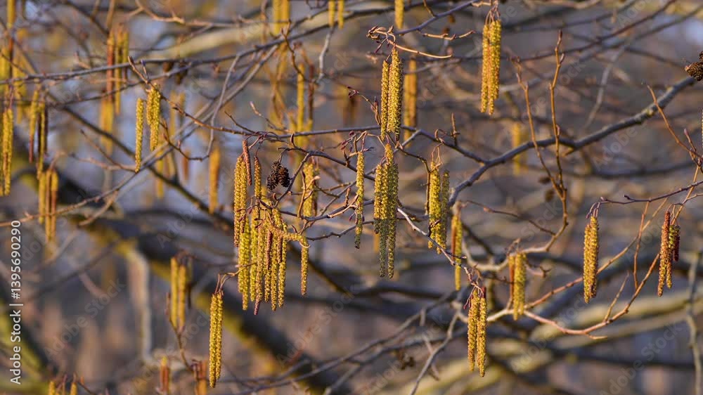 custom made wallpaper toronto digitalbirch catkins in the wind