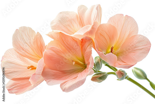 Peach-colored flowers blooming beautifully delicate petals nature beauty isolated on transparent background
