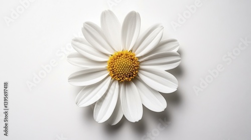 White Daisy Flower Bloom Petals Yellow Center on White Background