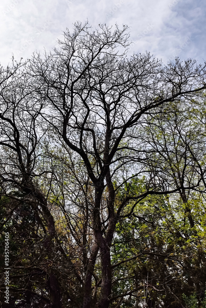 Looking Up through Tree Canopy early spring. Frame of tree branches against blue sky with clouds. Copy space. Selective focus. Looking Up through Tree Canopy early spring. Frame of tree branches against blue sky with clouds. Copy space. Selective focus.