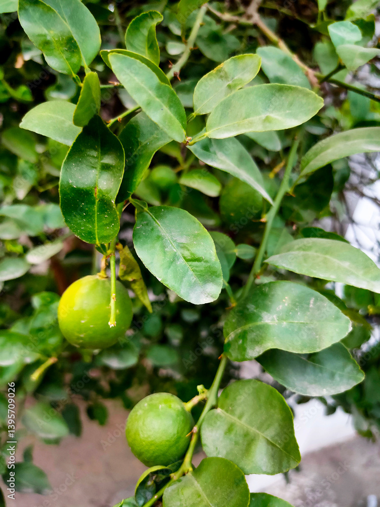 Close up shoot of unripe young lemon hanging on tree. Close up shoot of unripe young lemon hanging on tree.