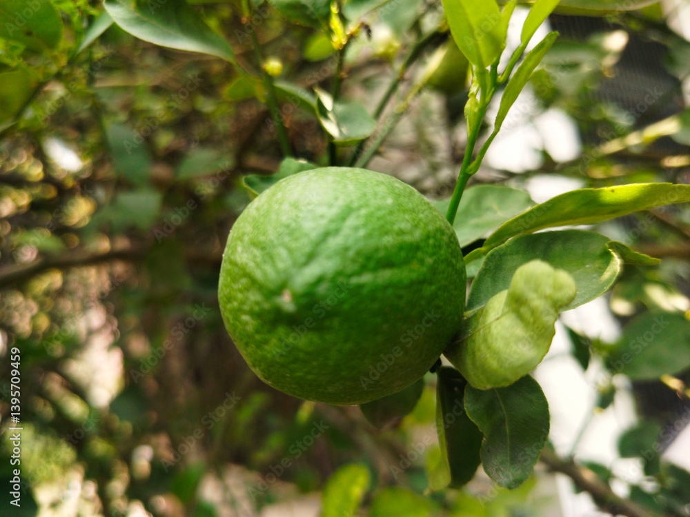 Close up shoot of unripe young lemon hanging on tree. Close up shoot of unripe young lemon hanging on tree.