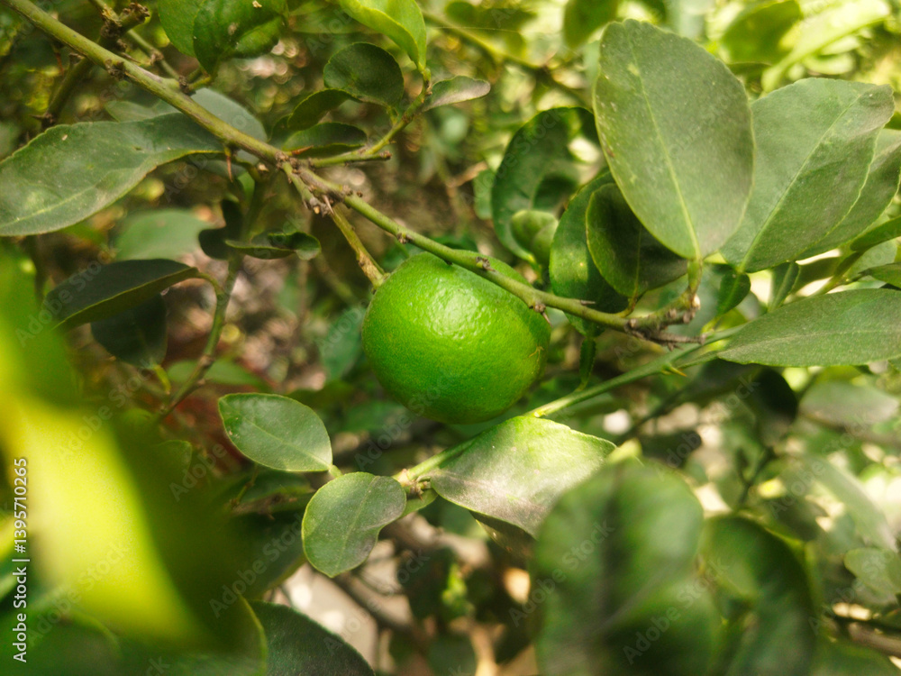 Close up shoot of unripe young lemon hanging on tree. Close up shoot of unripe young lemon hanging on tree.