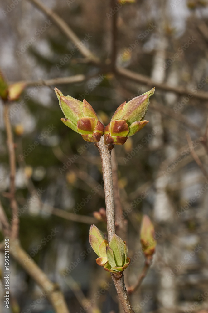 Lilac buds are blooming. Lilac buds (Latin Syringa vulgaris) in the rays of the spring sun. Spring. Lilac buds are blooming. Lilac buds (Latin Syringa vulgaris) in the rays of the spring sun. Spring.