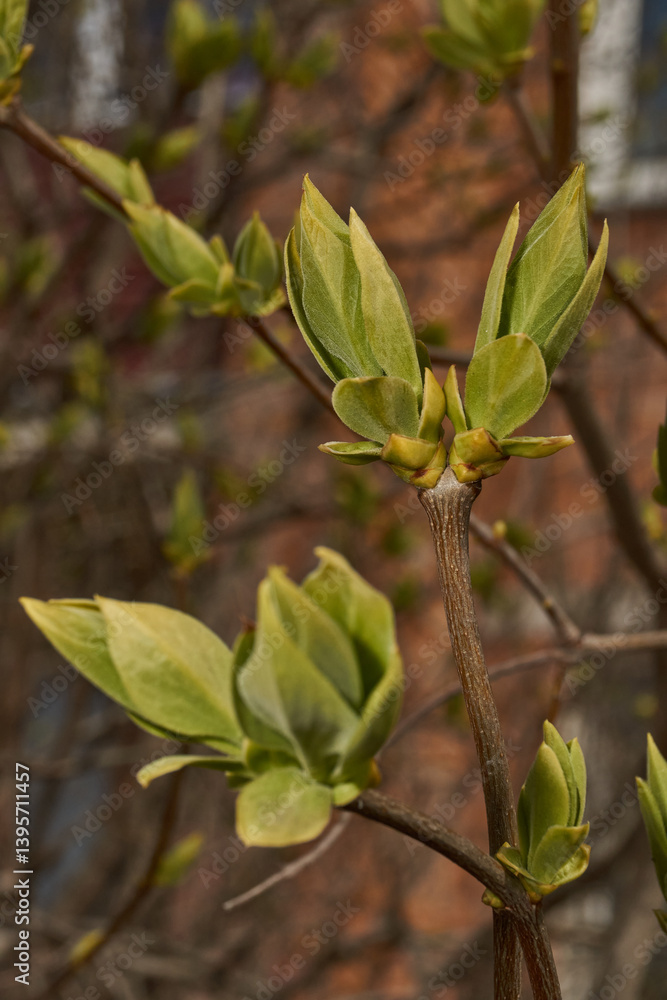 Lilac buds are blooming. Lilac buds (Latin Syringa vulgaris) in the rays of the spring sun. Spring. Lilac buds are blooming. Lilac buds (Latin Syringa vulgaris) in the rays of the spring sun. Spring.