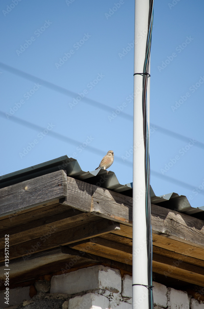 Obraz premium Linnet