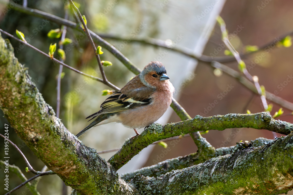 Fototapeta premium Common chaffinch, Fringilla coelebs. A male bird sitting on a tree branch