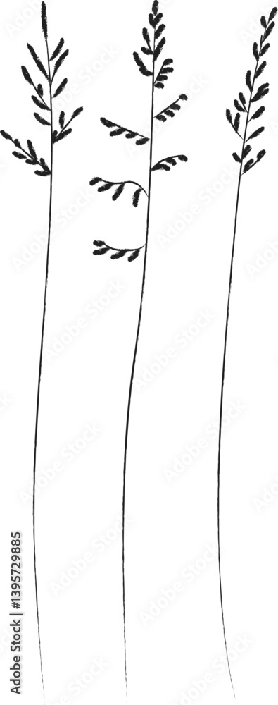 Fototapeta premium Field and meadow grasses, black outline, template for packaging and product cover. Sketch of medicinal plants, vector flat cartoon drawing. 
