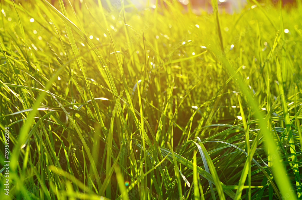 Obraz premium Bright green grass background, fresh green grass on the lawn under bright sunlight, lowest point shooting