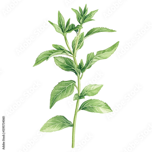 Watercolor illustration of stevia plant growth stages on a branch.