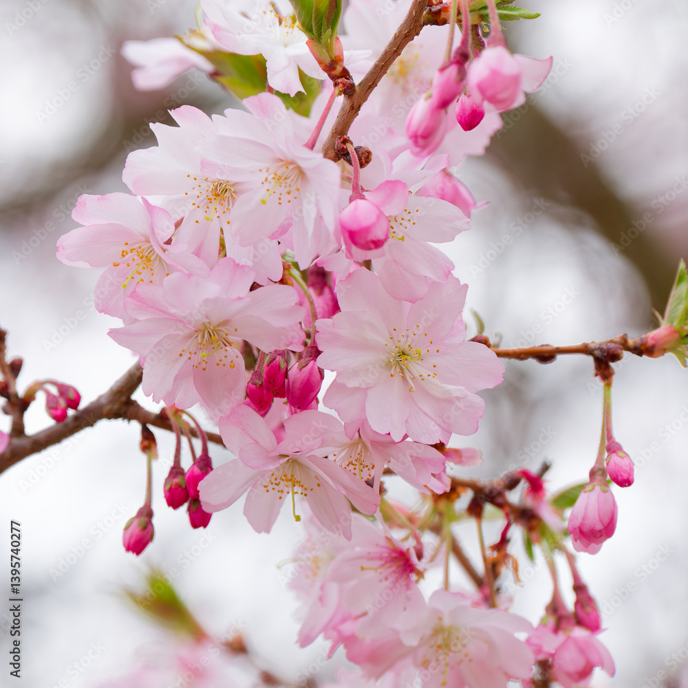 Blooming prunus sakura tree close up detail