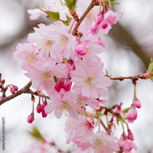 Obraz na płótnie Blooming prunus sakura tree close up detail w salonie