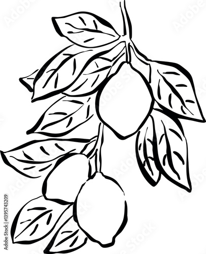 Ilustración de limones con hojas. Dibujo a mano de rama de limón. Boceto de árbol frutal.  Fruta cítrica, Garabato de fruta