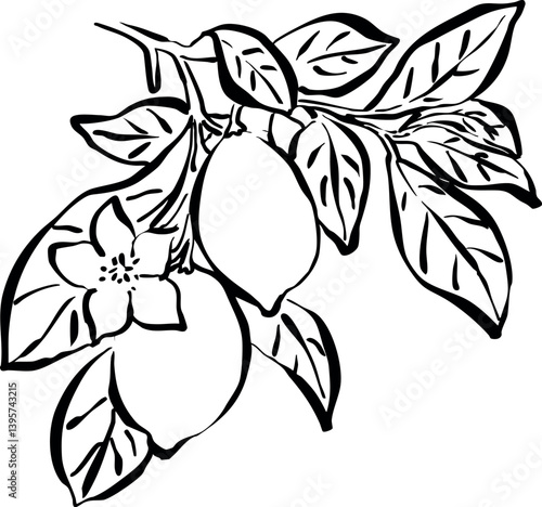 Dibujo a mano de rama de limón. Boceto de árbol frutal. Ilustración de limones con hojas. Fruta cítrica. Garabato de fruta
