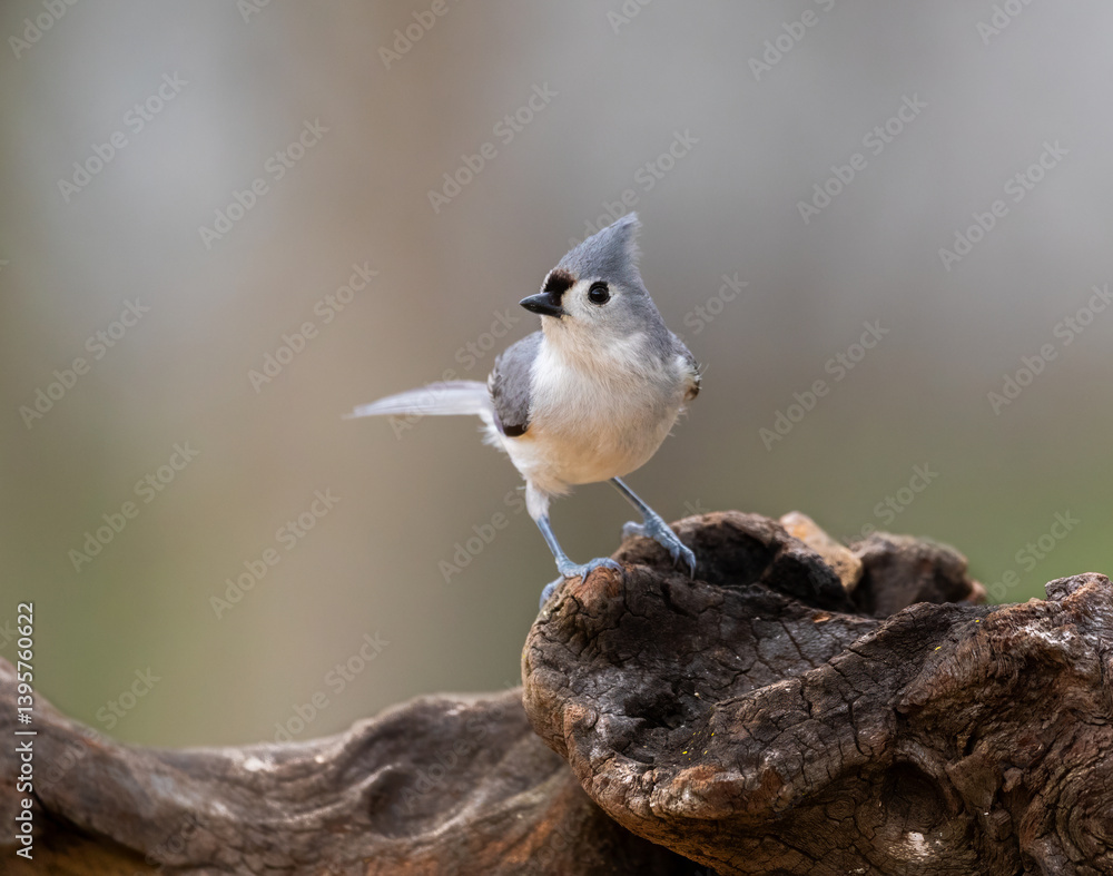 Obraz premium titmouse on wood perch