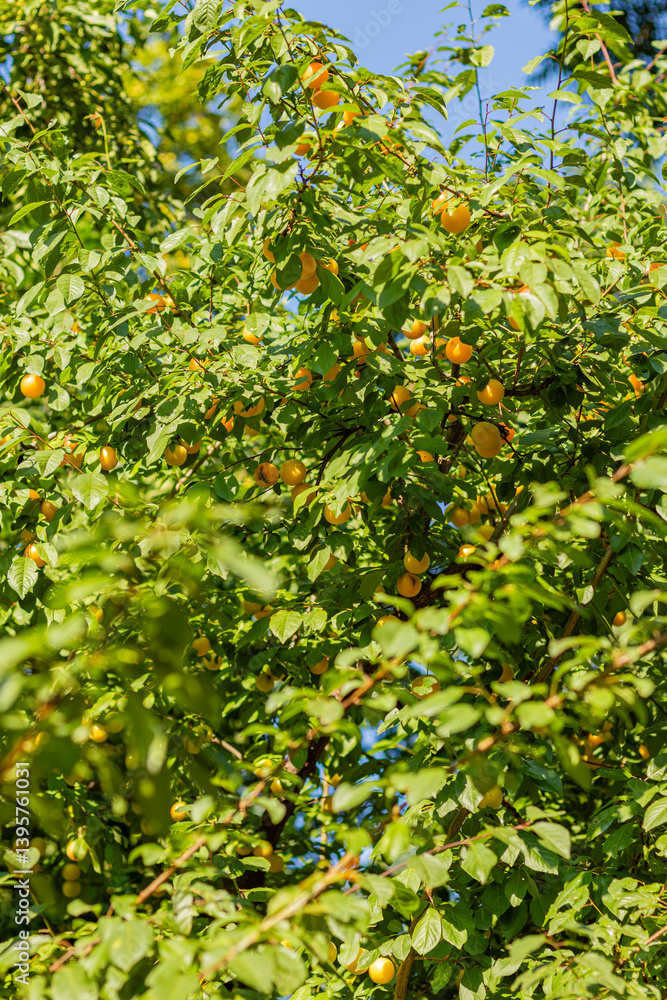 Panoramic view of ripe golden plums hanging on tree branches, surrounded by lush green foliage under a clear blue sky. Captures the abundance and vibrancy of a fruit-filled orchard.
Panoramic view of ripe golden plums hanging on tree branches, surrounded by lush green foliage under a clear blue sky. Captures the abundance and vibrancy of a fruit-filled orchard.