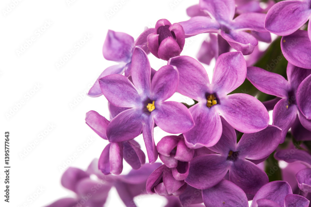 Lilac flowers isolated on white background. Lilac flowers isolated on white background.