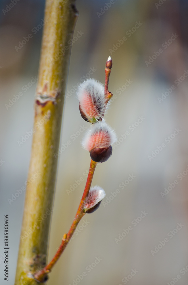 Willow twig Willow twig