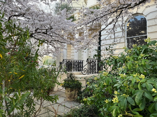 Cherry blossoms frame the entrance of a townhouse in Notting Hill, London, England, UK. Wrought iron railings, white columns, and lush spring greenery create a serene urban garden scene.