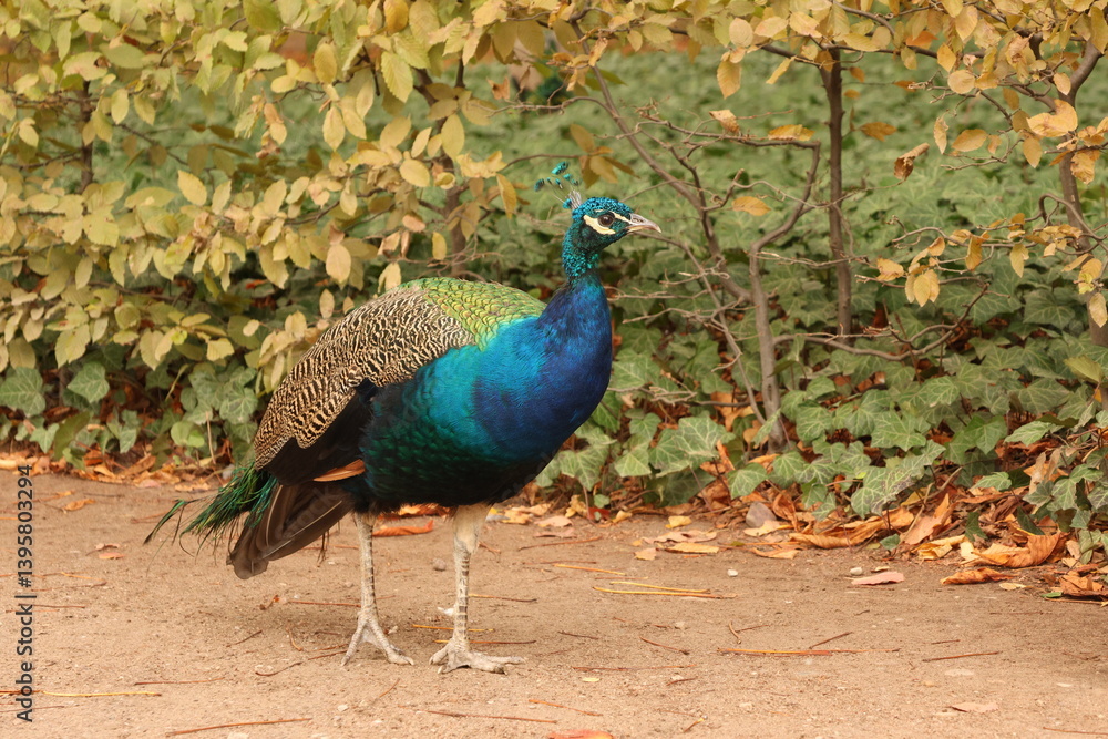 Beautiful autumn peacocks in green foliage Beautiful autumn peacocks in green foliage