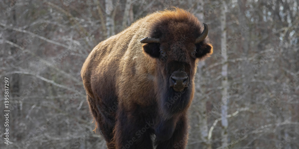 Obraz premium American Bison (Bison Bison) or Buffalo