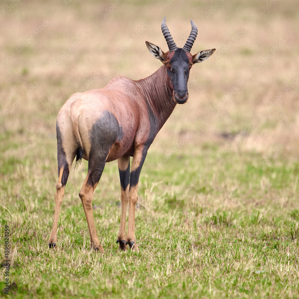topi antelope in the wild