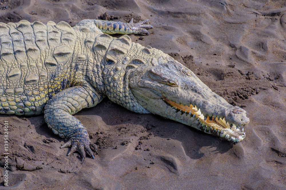 Fototapeta premium Crocodile on sand