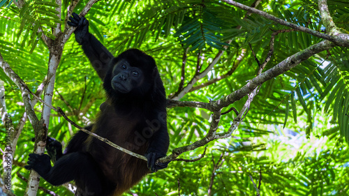 Canvas Print Large male howler monkey