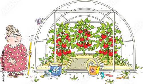 Funny granny gardener tending and enjoying ripe red tomatoes in her greenhouse in a summer vegetable garden, vector cartoon illustration isolated on a white background