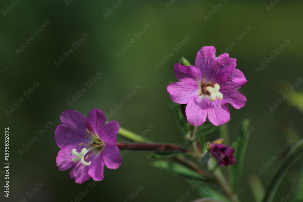 macro of epilobium parviflorum flower, shallow depth of field. Willowherb, Epilobium, parviflorum. Beautiful floral background
macro of epilobium parviflorum flower, shallow depth of field. Willowherb, Epilobium, parviflorum. Beautiful floral background