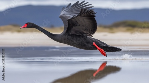 Black Swan in Flight Over Calm Water