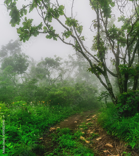 Misty forest in the mountains. Summer taiga in fog. Mysterious foggy forest.