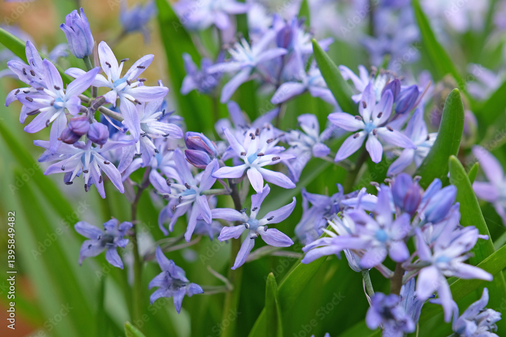 Obraz premium Blue Scilla bifolia, the alpine squill, Turkish squill, or two leaf squill in flower