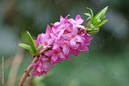 Purple Daphne mezereum or mezereon in flower.