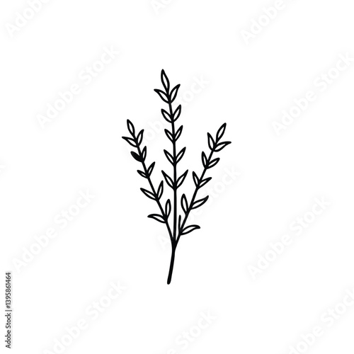 thyme hand drawn line art vector Illustrator 