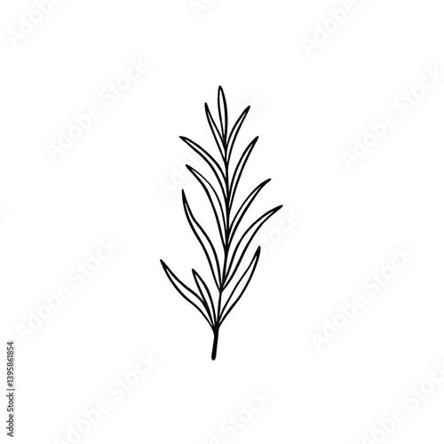 rosemary line art vector Illustrator 