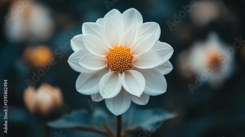 White Dahlia Bloom in a Garden