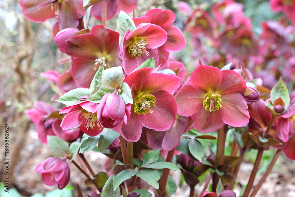 Obraz premium Pink Helleborus, or hellebore ‘Anna’s Red’, also known as lenten rose or winter rose, in flower.